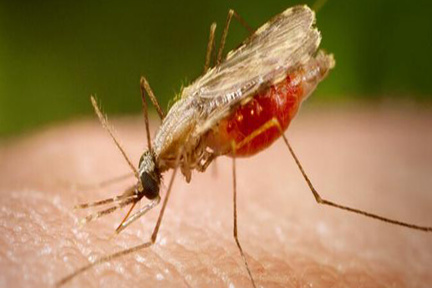 بیماری خطرناک مالاریا را بشناسیم