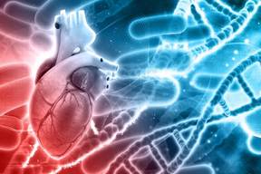 آیا وجود یک جهش ژنتیکی باعث سکته‌های قلبی در انسان می‌شود؟