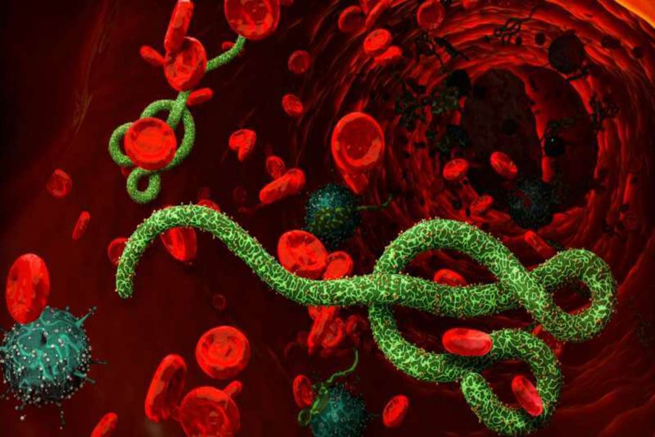 در مورد ویروس ابولا چه می‌دانید؟