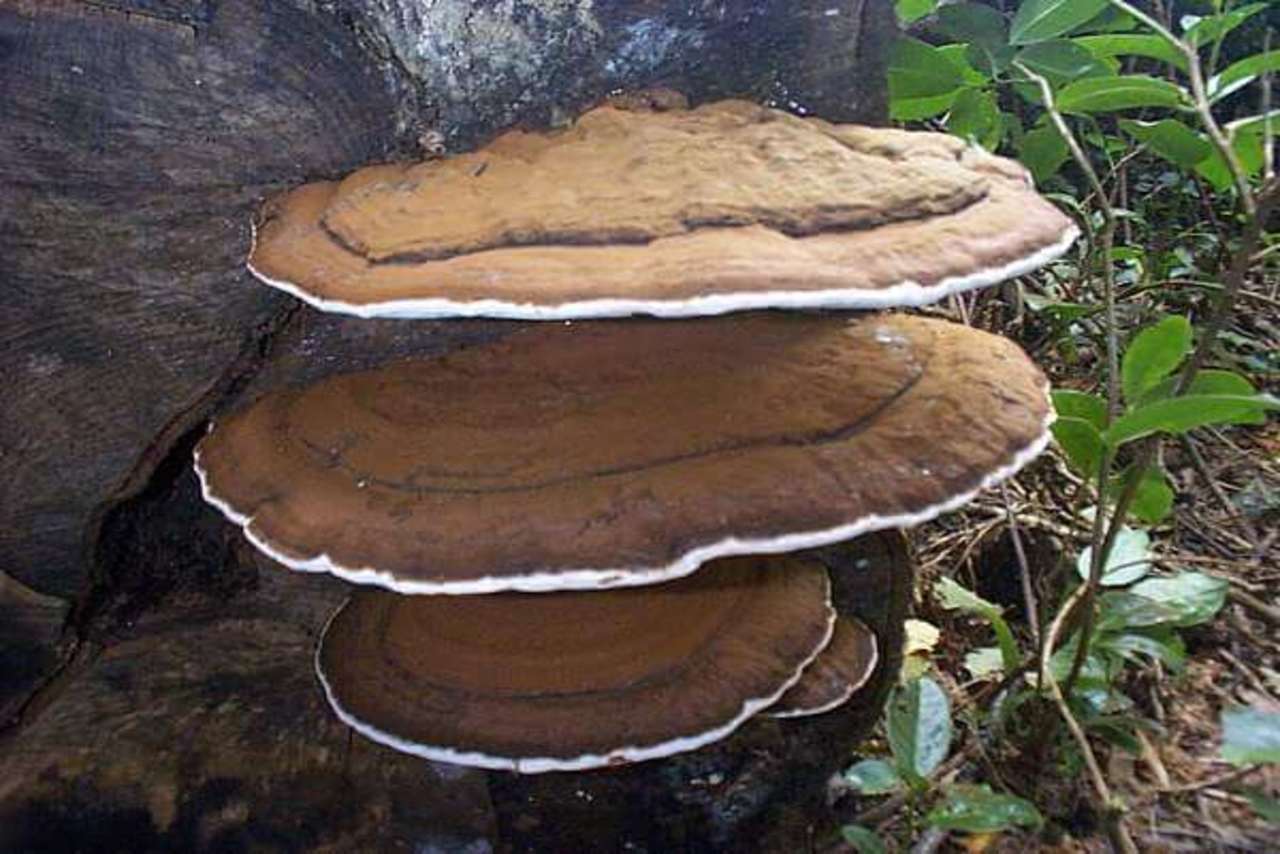 гриб трутовик лечебные свойства фото
