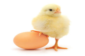 تخم مرغ: یک تخم واقعاً طلایی!