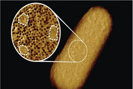 محققان واضح‌ترین تصویر از باکتری های زنده را ثبت کردند
