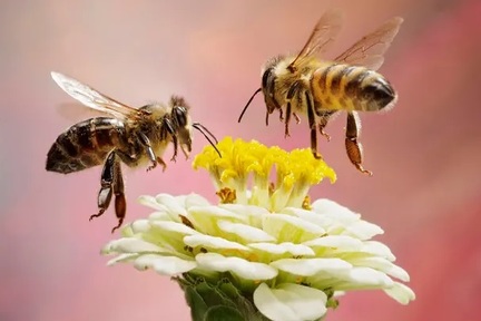 مغز مینیاتوری زنبور عسل می‌تواند اعداد زوج و فرد را تشخیص دهد [تماشا کنید]