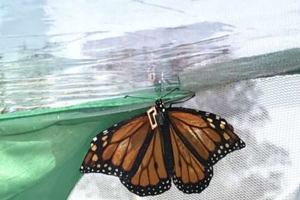 استفاده از ریز تراشه‌ها برای رصد و بررسی مسیر مهاجرت پروانه‌ها