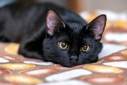 پژوهشگران ژاپنی: گربه‌ها نام یکدیگر را به یاد می‌آورند