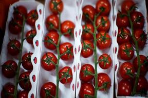 برای اولین بار در جهان: اصلاح ژنتیکی گوجه فرنگی برای افزایش ویتامین D