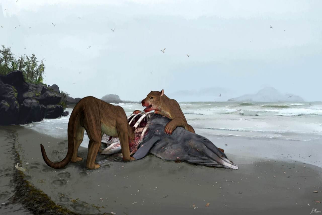 کشف گونه جدید شکارچی غول‌پیکر و باستانی «سگ خرسی» در فرانسه