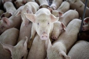 اندونزی شیوع تب خوکی آفریقایی را تایید کرد