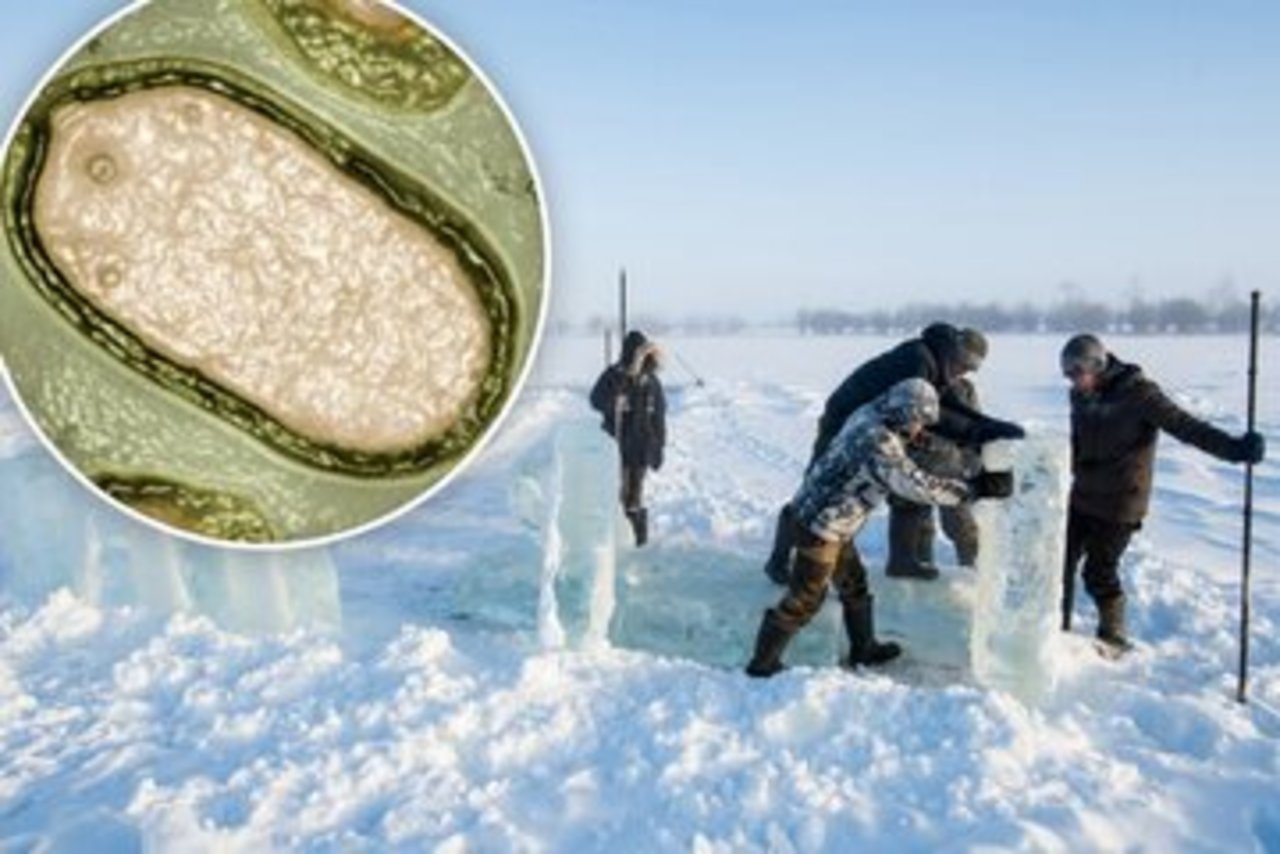 هشدار همه‌گیری ویروس‌های زامبی قطب شمال!