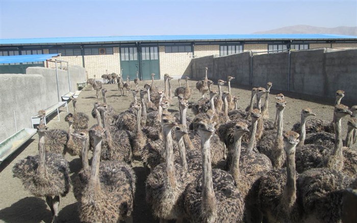 امکانات و سرمایه مورد نیاز به جهت پرورش شتر مرغ