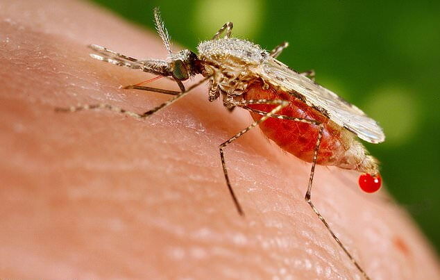 علائم بیماری مالاریا