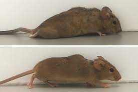 محققان با نوعی ژل تزریقی فلج ناشی از آسیب نخاعی را در موش‌ها درمان کردند