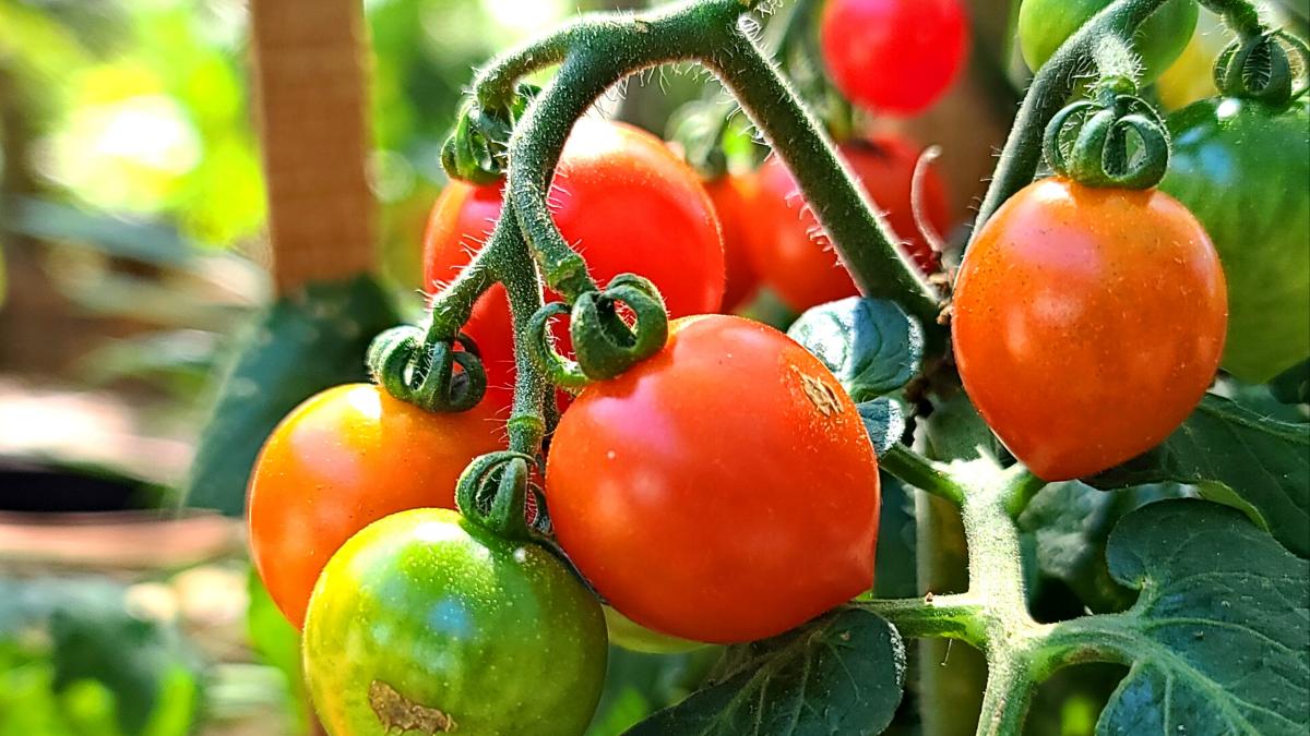  برای اولین بار در جهان: اصلاح ژنتیکی گوجه فرنگی برای افزایش ویتامین D 