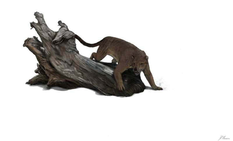  کشف گونه جدید شکارچی غول‌پیکر و باستانی «سگ خرسی» در فرانسه 