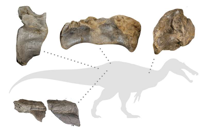  کشف فسیل بزرگ‌ترین دایناسور گوشت‌خوار اروپا در بریتانیا 