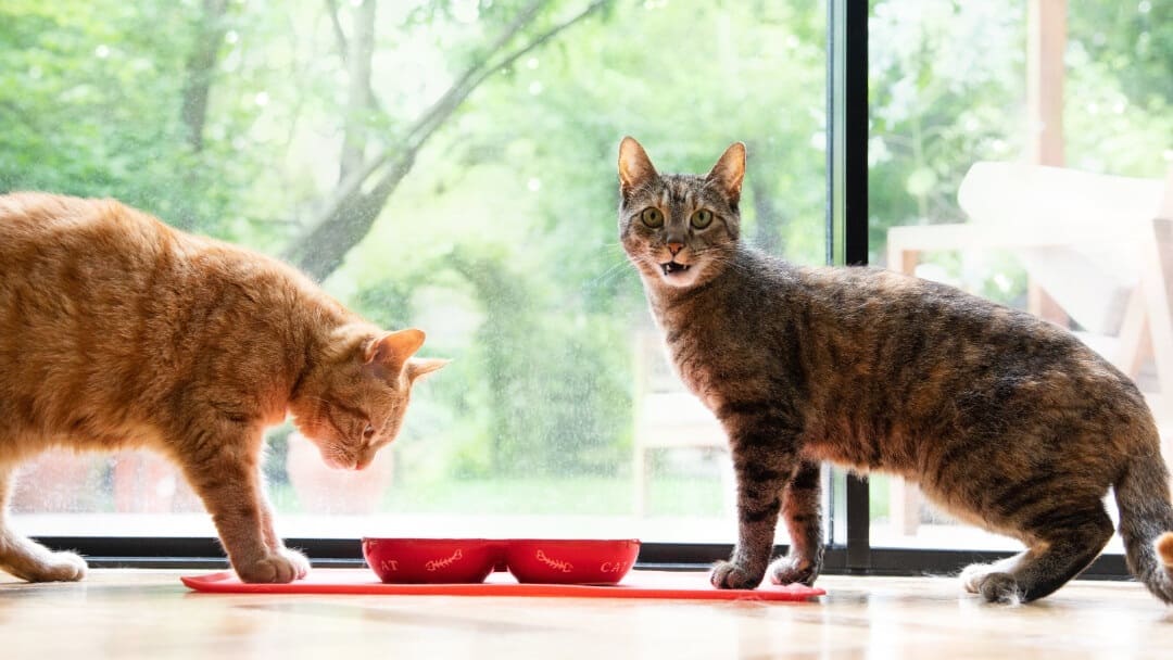  پژوهشگران ژاپنی: گربه‌ها نام یکدیگر را به یاد می‌آورند 
