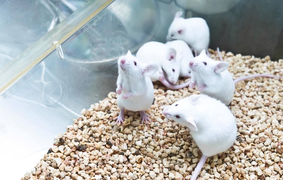  کلون‌سازی موش با استفاده از سلول‌های پوست خشک شده انجمادی برای اولین بار در جهان 