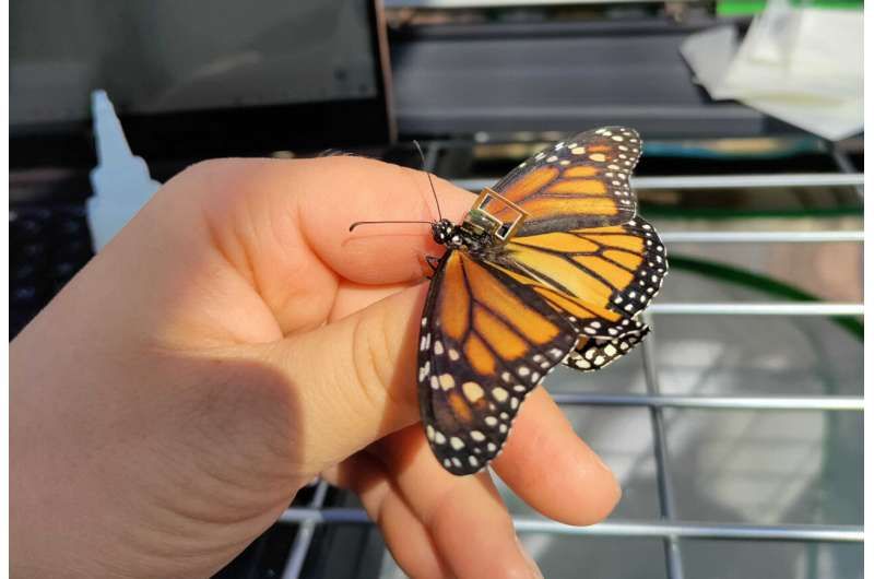  استفاده از ریز تراشه‌ها برای رصد و بررسی مسیر مهاجرت پروانه‌ها 