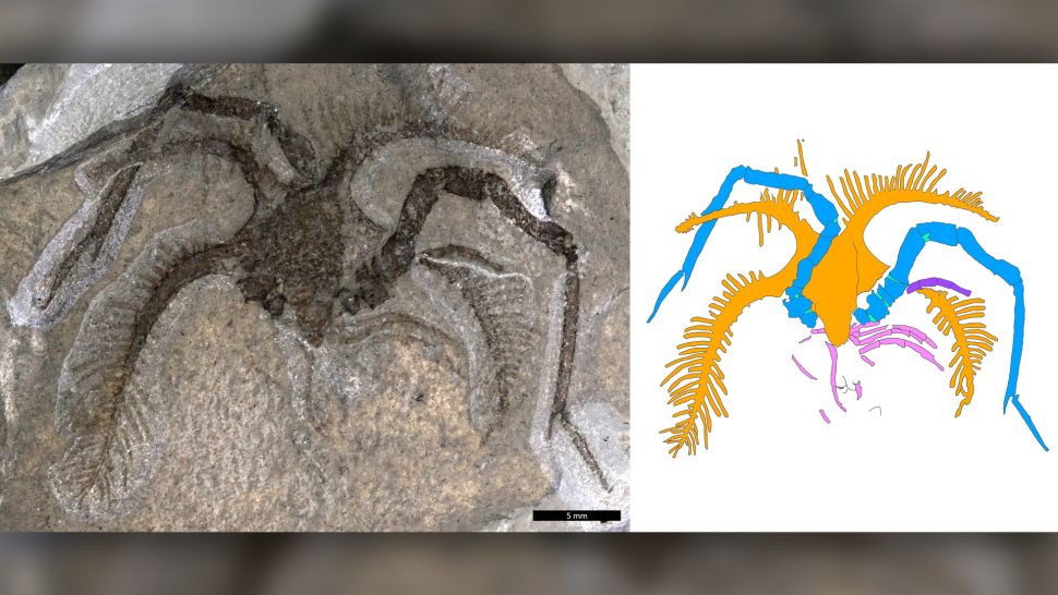  کشف فسیل یک موجود باستانی عجیب و ترسناک که چشم نداشته است 